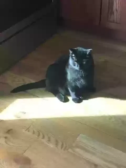 Lost cat in Des Moines, IA, 50315
