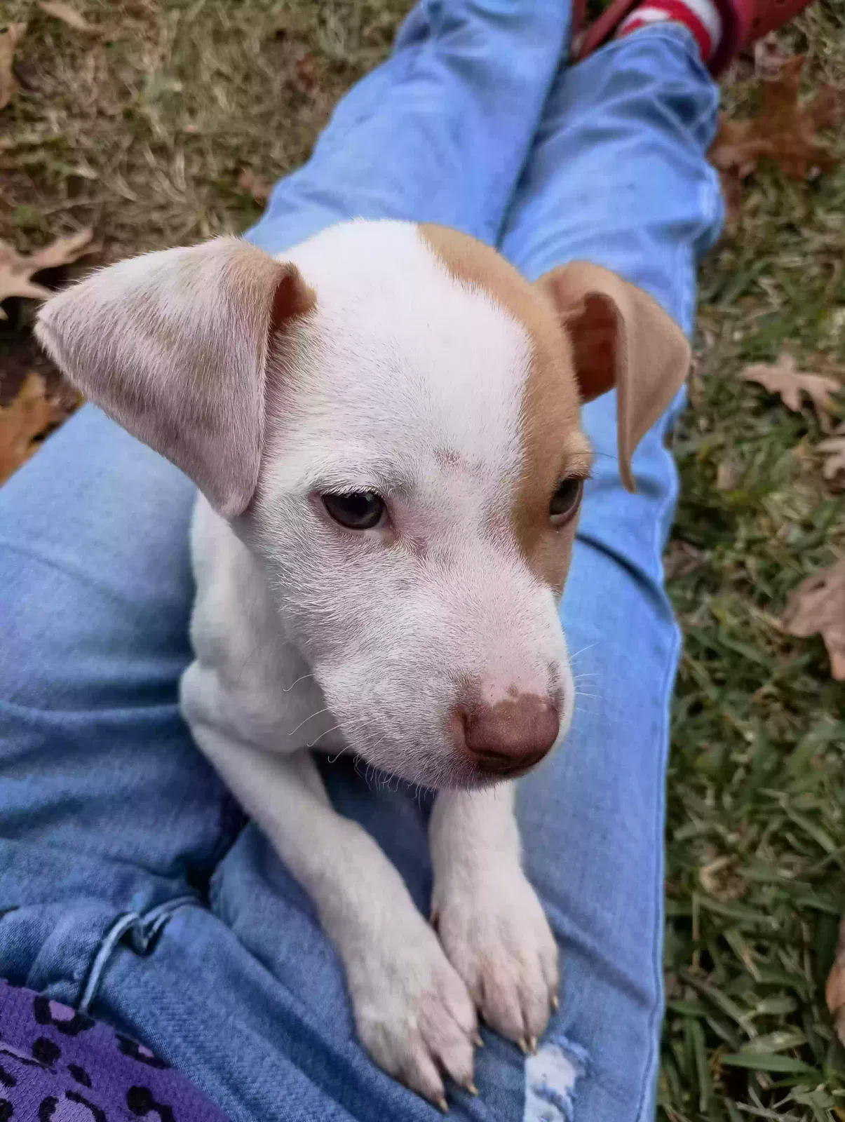 Found dog in Natchitoches, LA, 71457