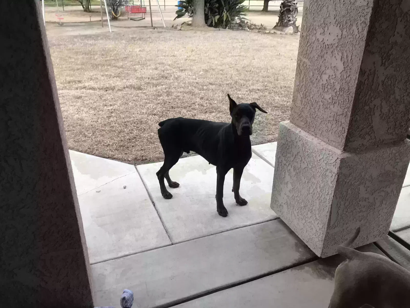 Found dog in Hemet, CA, 92545