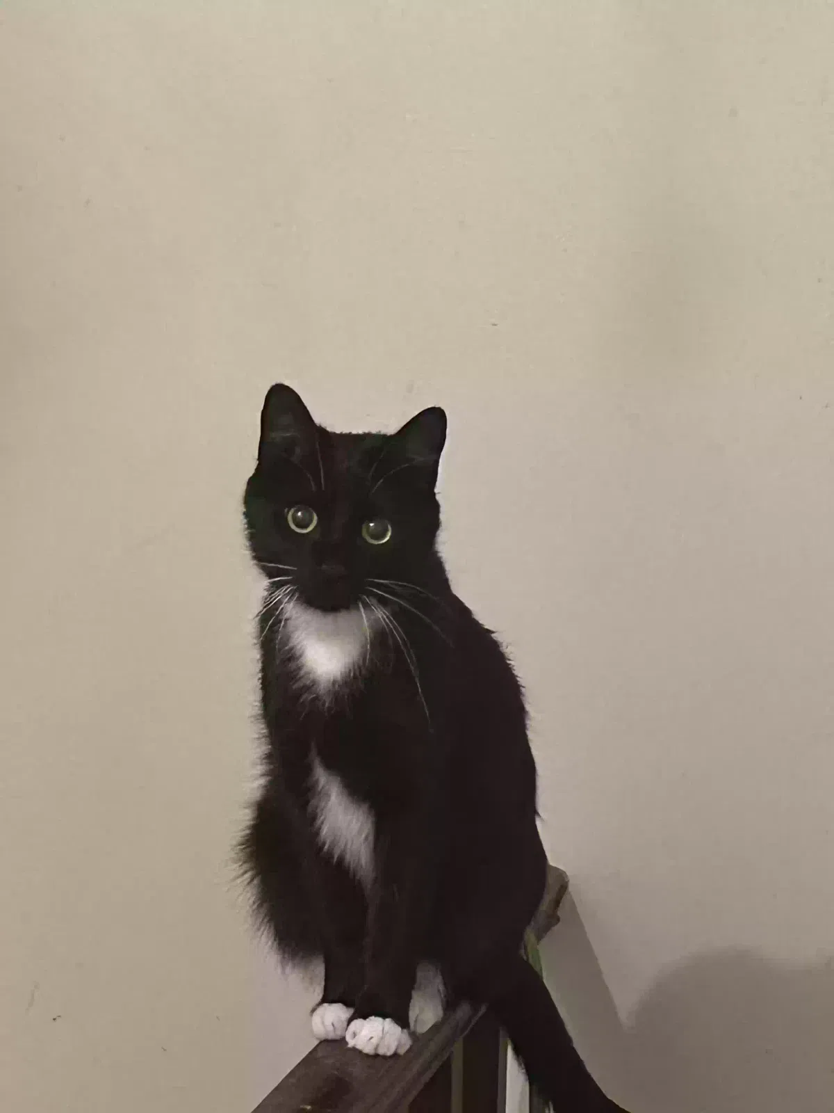 Lost cat in Belcamp, MD, 21017