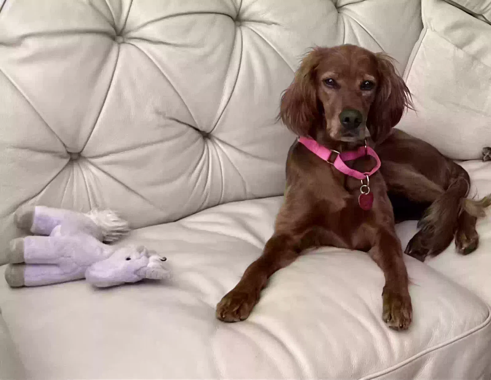 Lost dog in Kansas City, MO, 64113