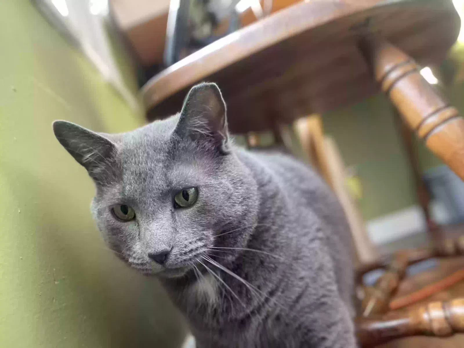 Lost cat in Indianapolis, IN, 46201