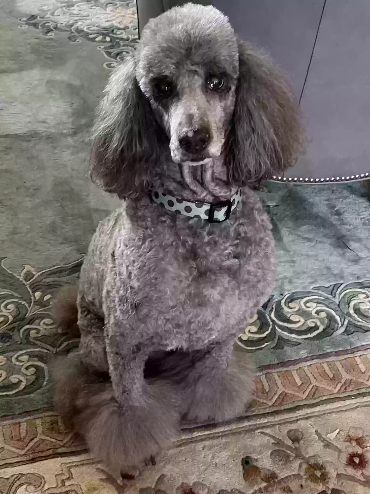 Lost dog in Calabash, NC, 28467
