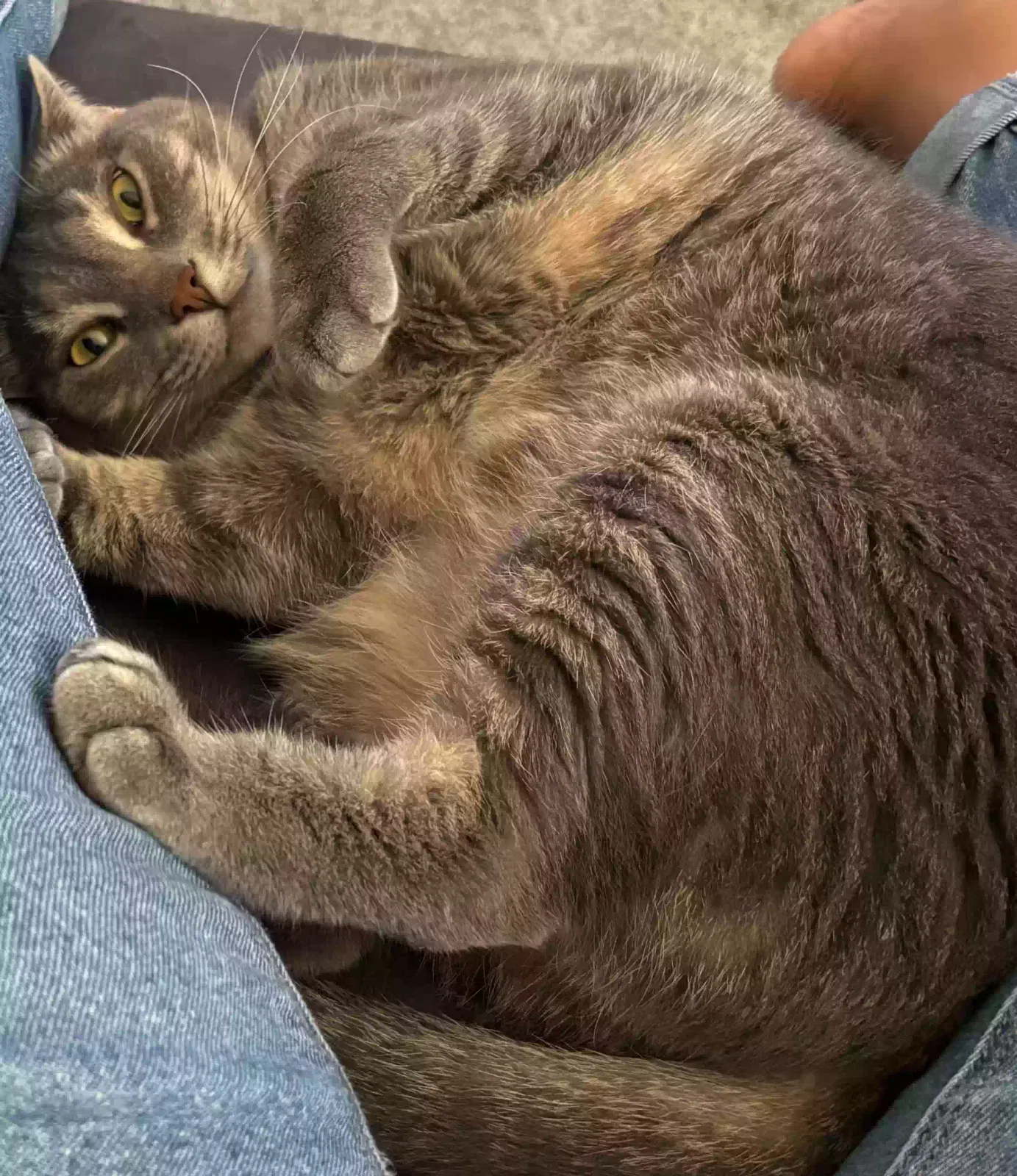 Lost cat in Chester, PA, 19013