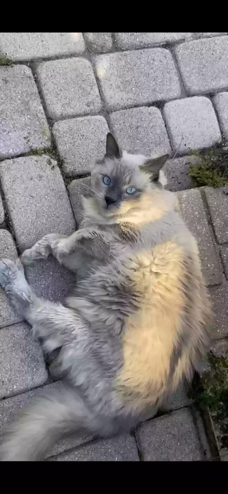 Lost cat in Ocoee, FL, 34761