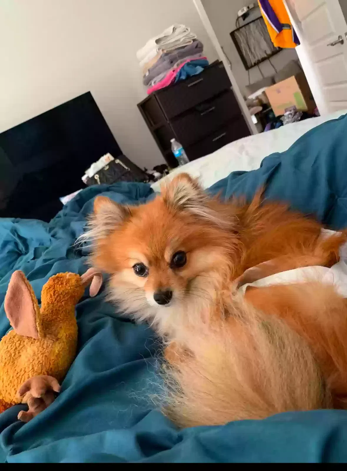 Lost dog in Houston, TX, 77059
