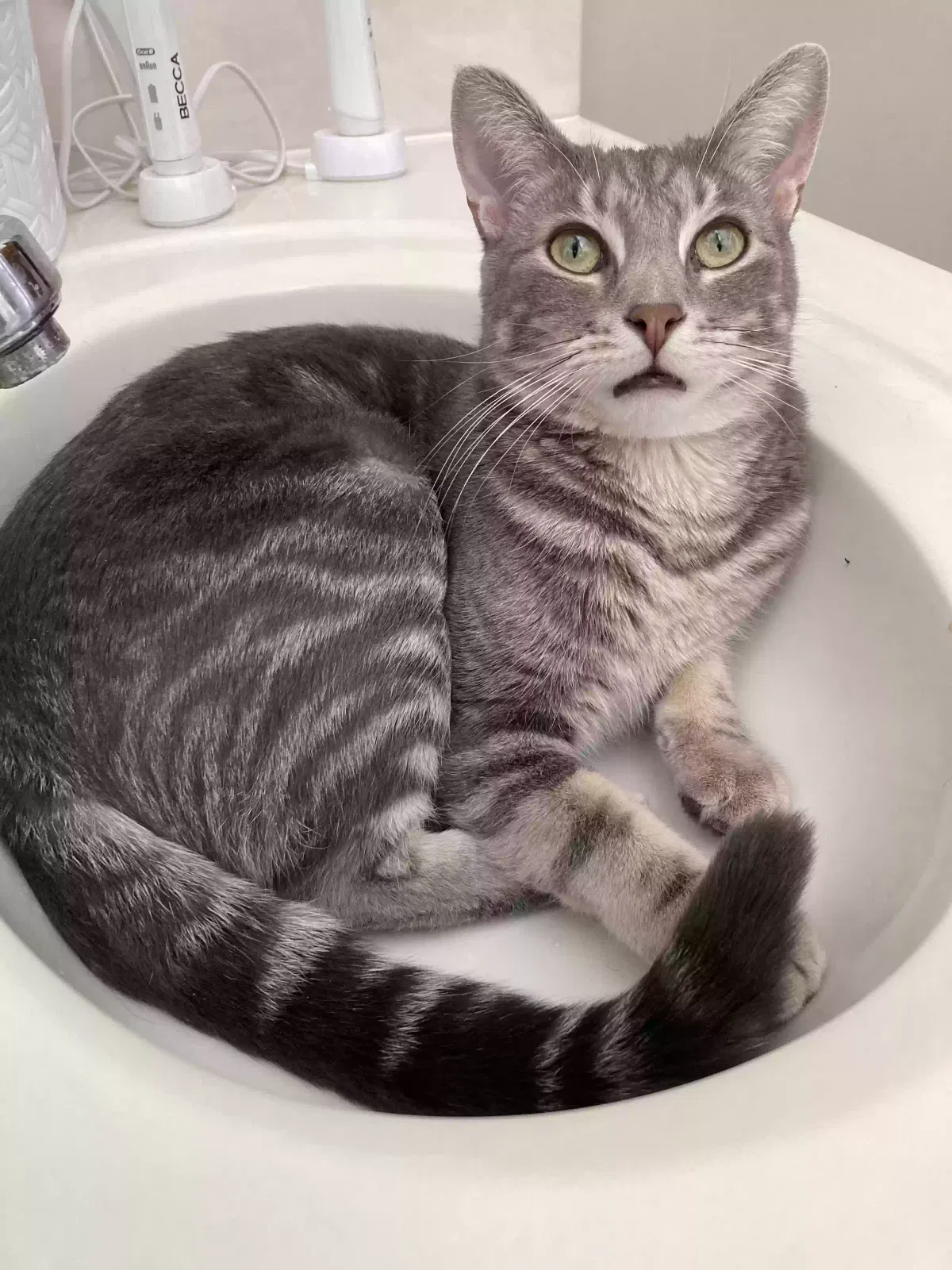 Lost cat in Columbus, OH, 43235