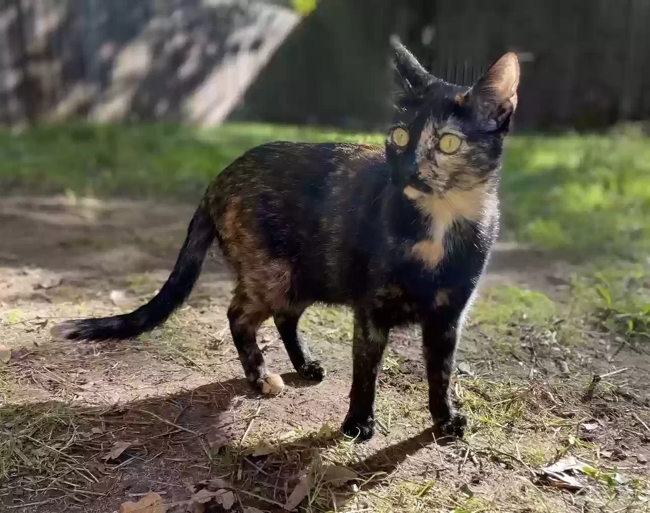 Lost cat in Dallas, TX, 75223