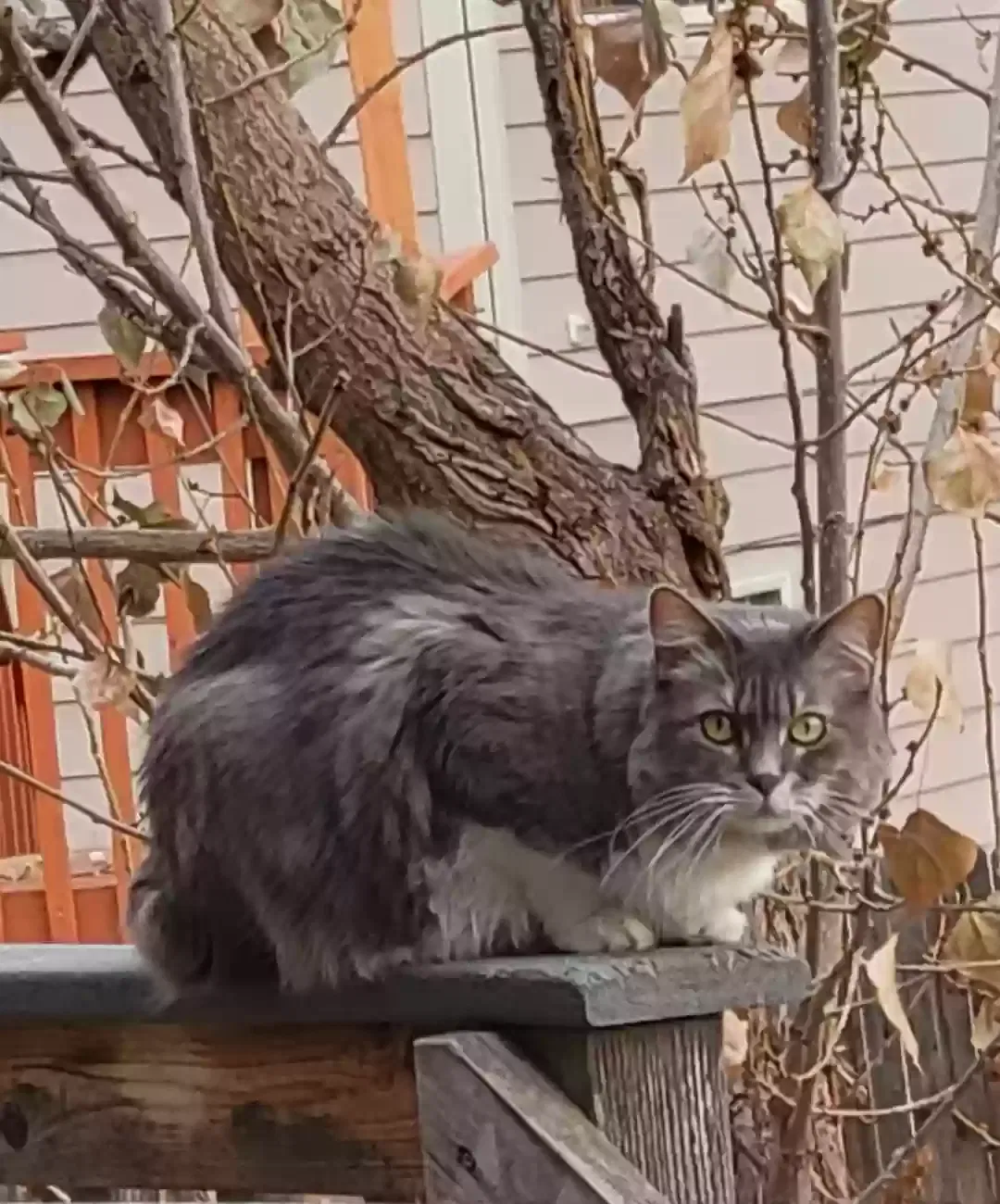 Lost cat in Aurora, CO, 80013