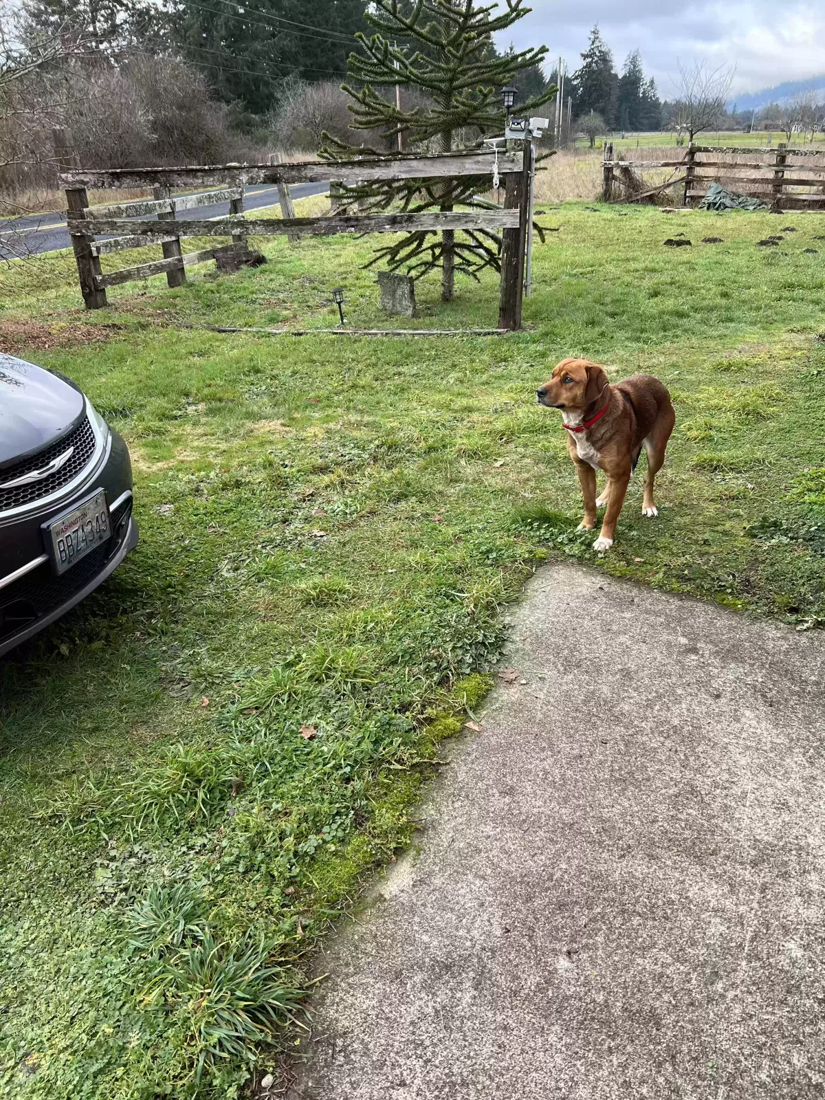 Found dog in Rochester, WA, 98579