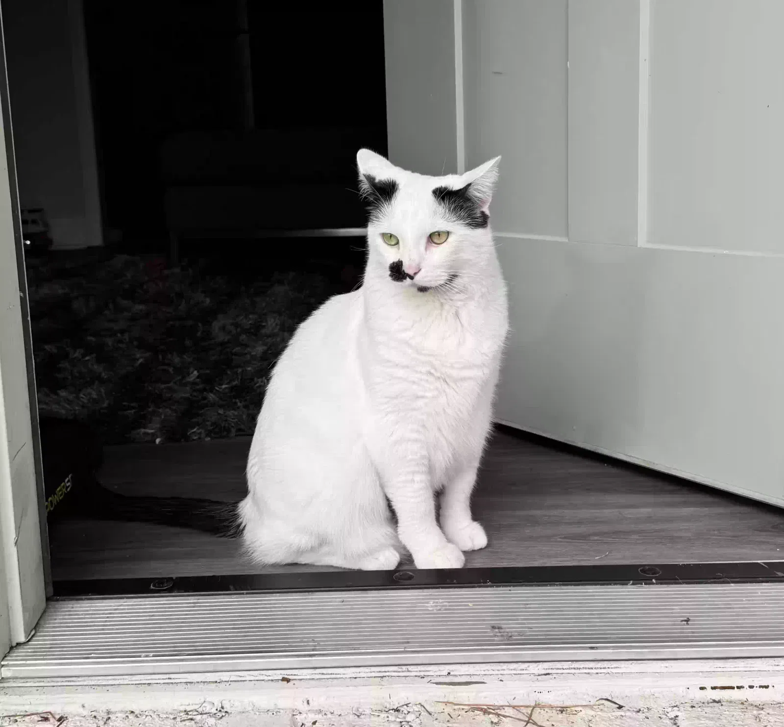 Lost cat in Leeds, AL, 35094