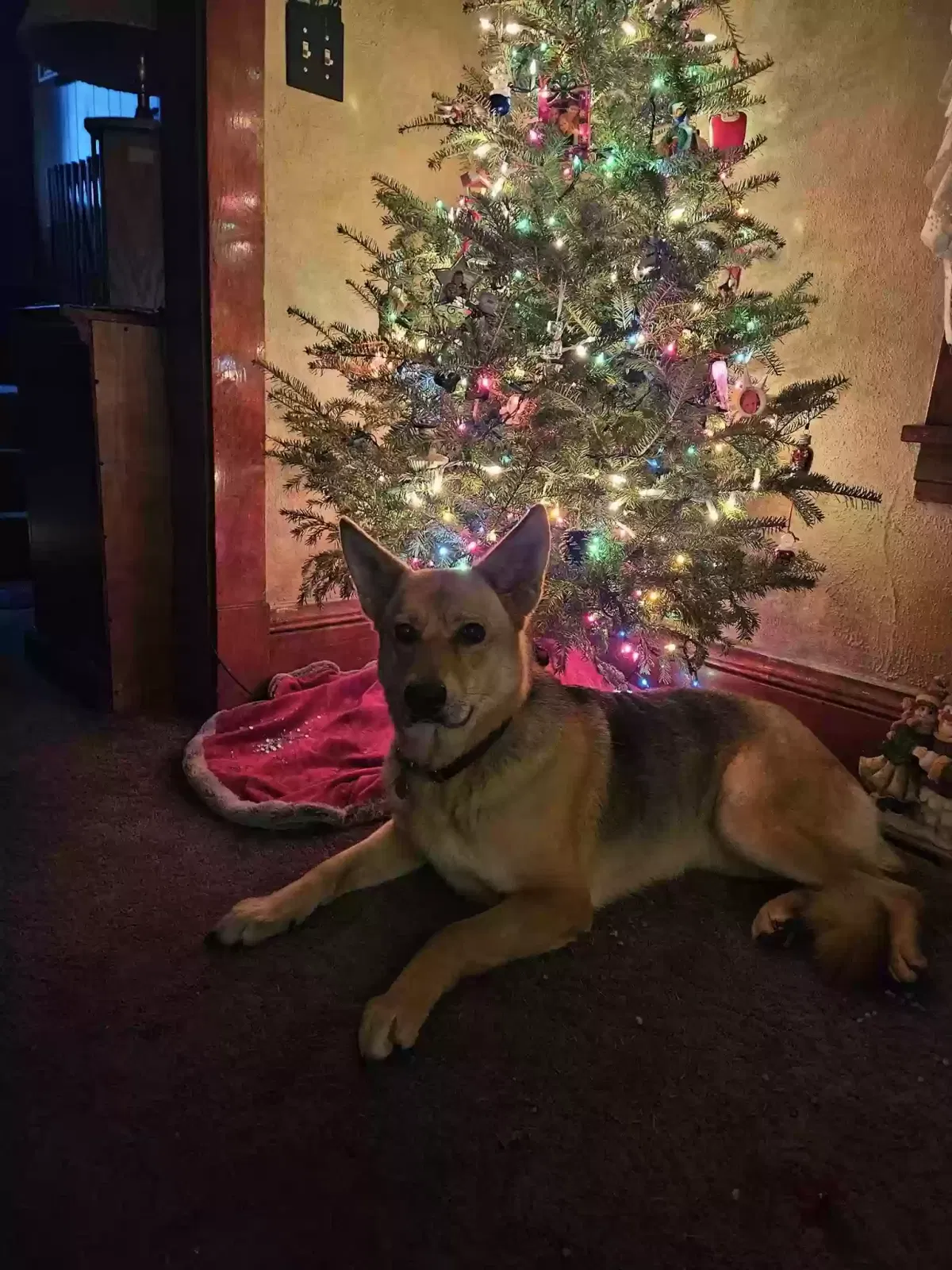 Lost dog in Newport, MN, 55055