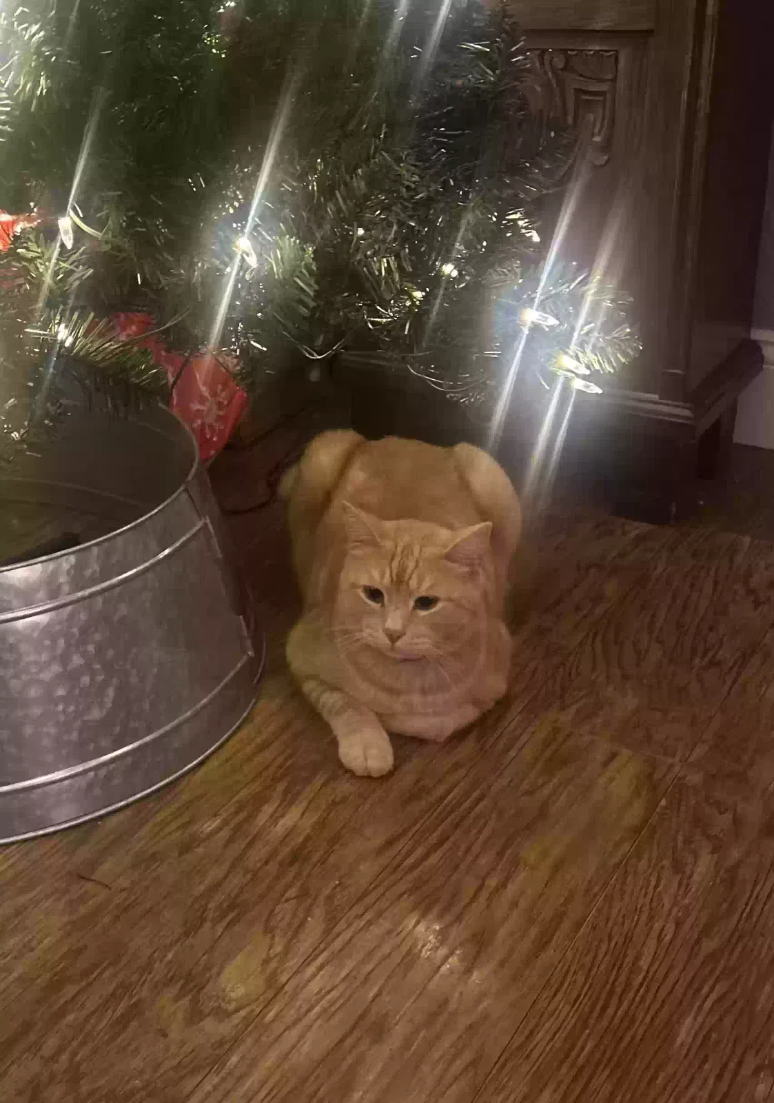 Lost cat in Arlington, TX, 76016