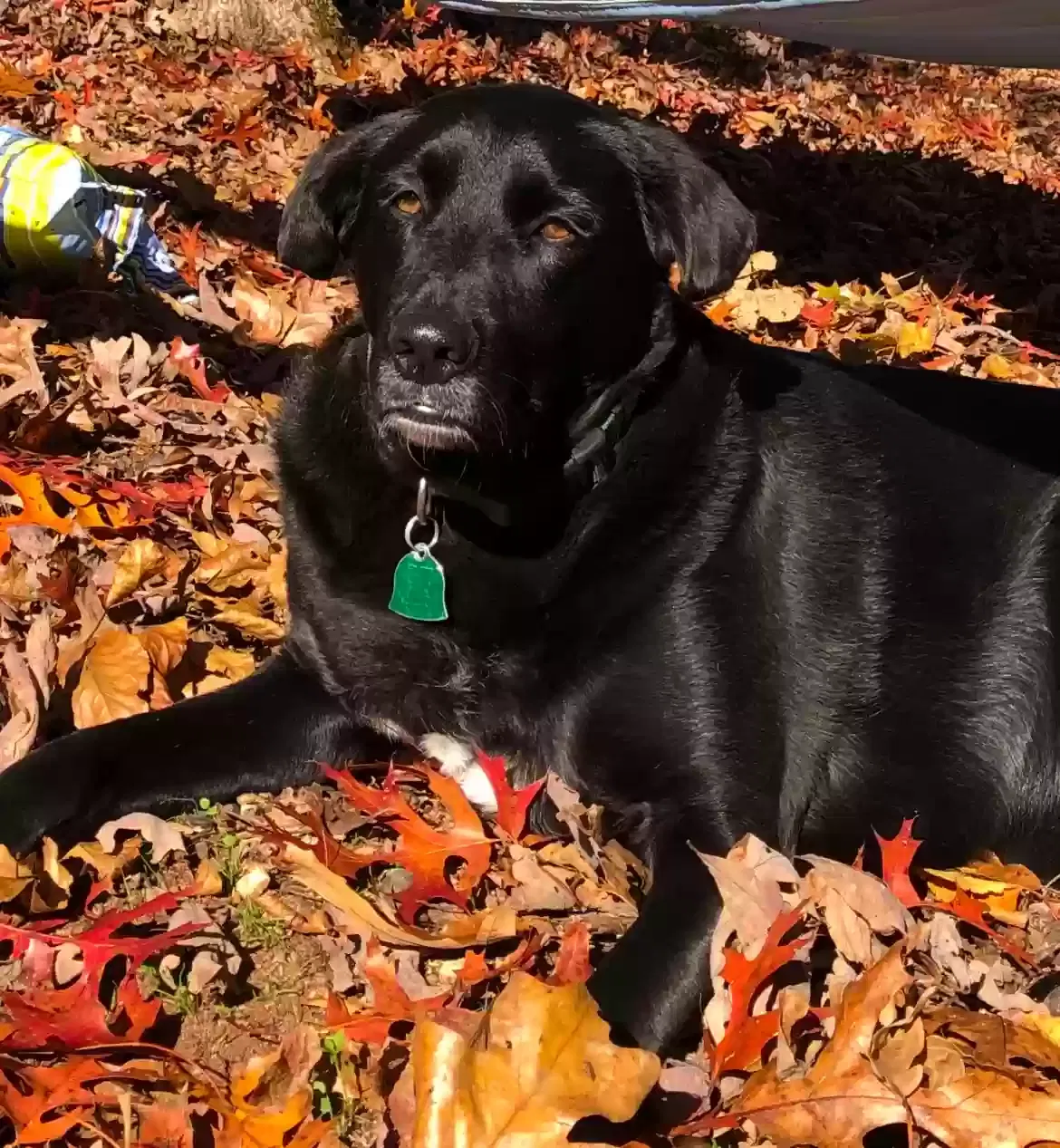 Lost dog in Gainesville, GA, 30506