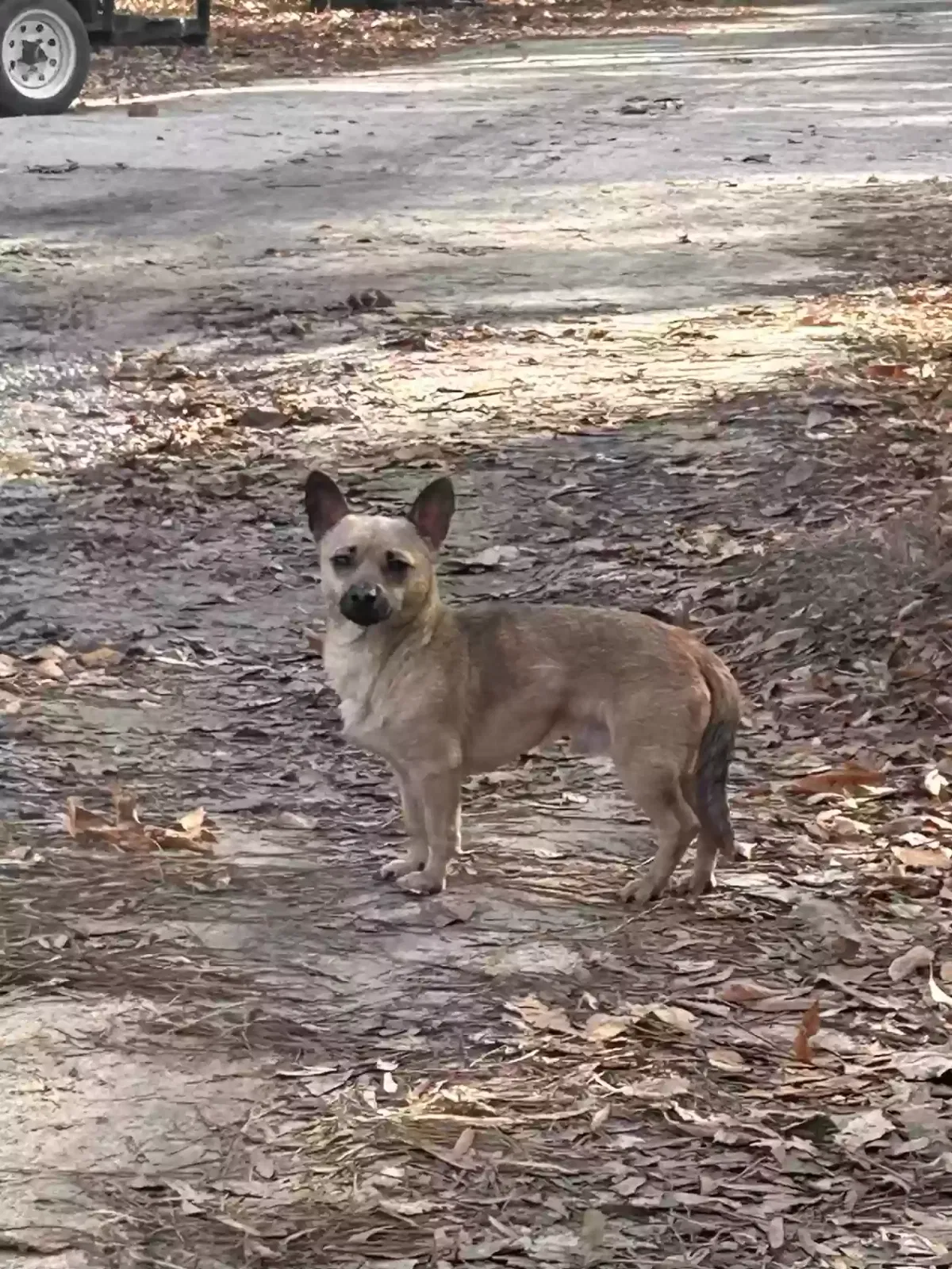 Found dog in Fayetteville, NC, 28306