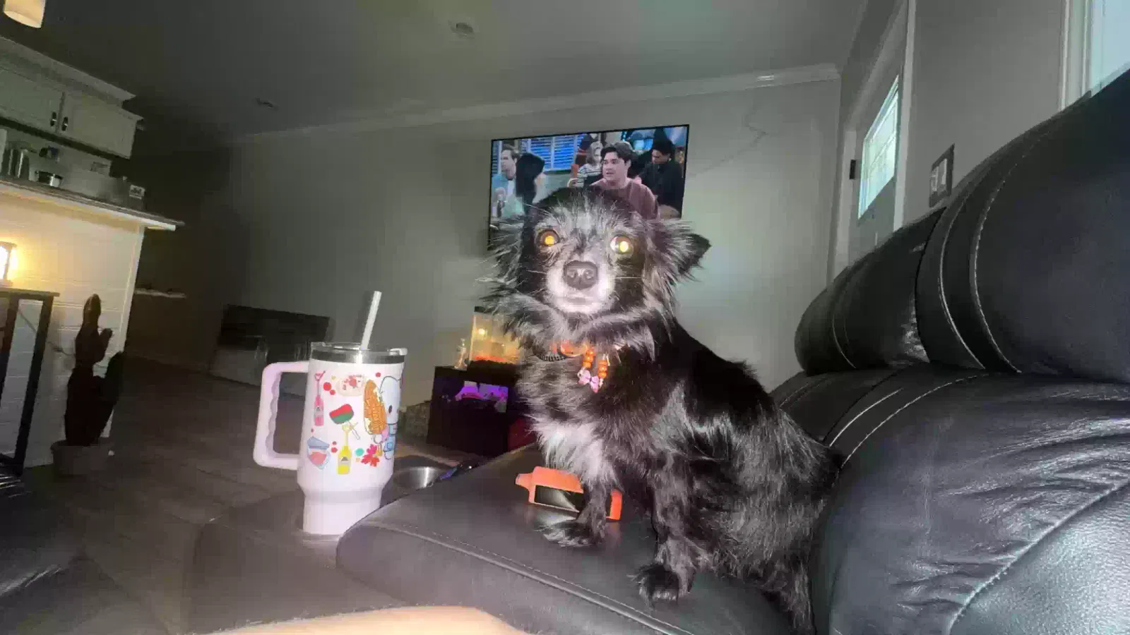 Lost dog in Raleigh, NC, 27610