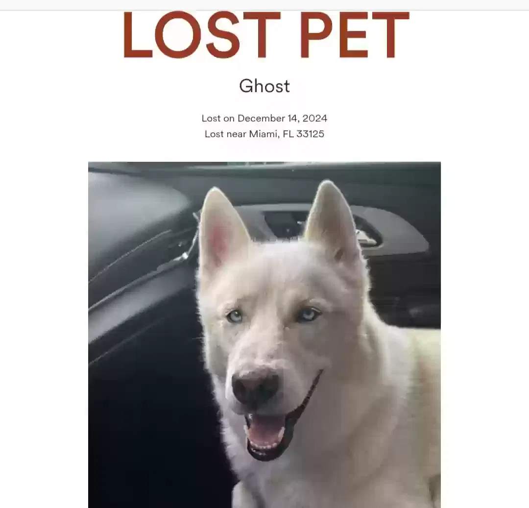 Lost dog in Miami, FL, 33125
