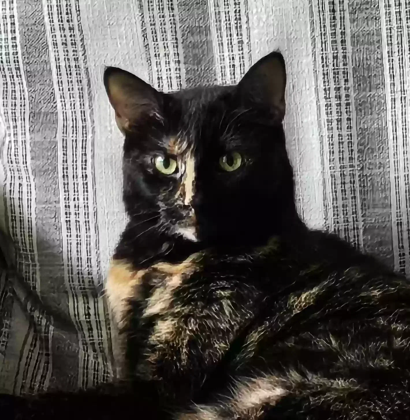 Lost cat in Woodstock, GA, 30189