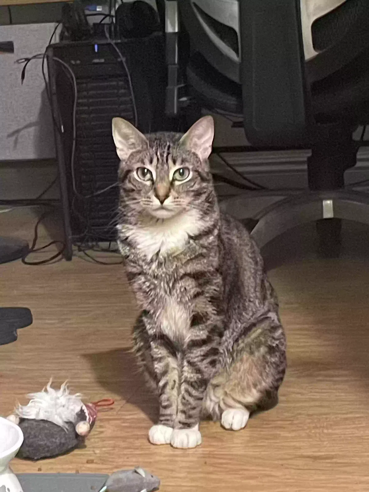 Lost cat in Garden Grove, CA, 92844