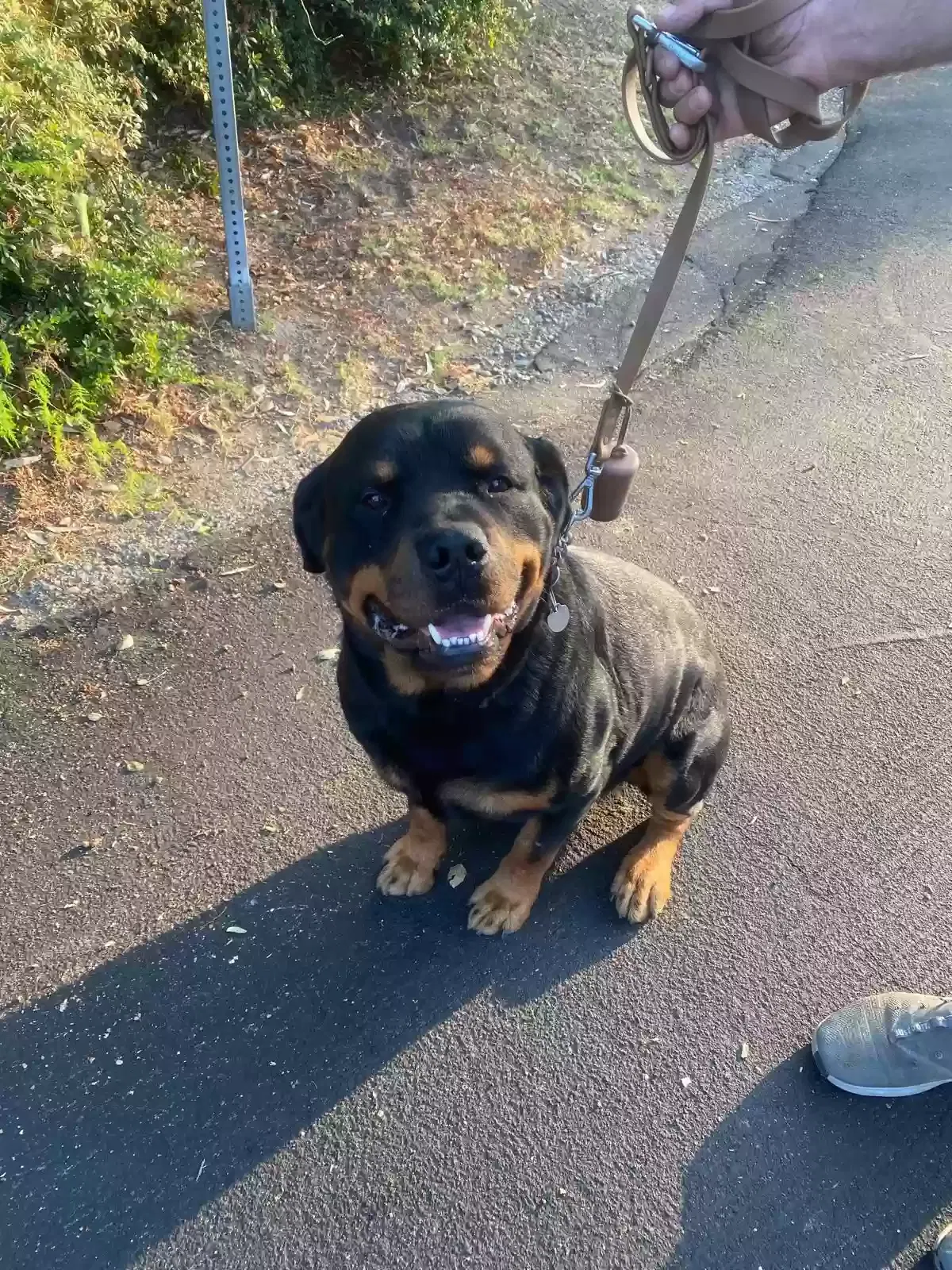 Lost dog in North Hollywood, CA, 91602