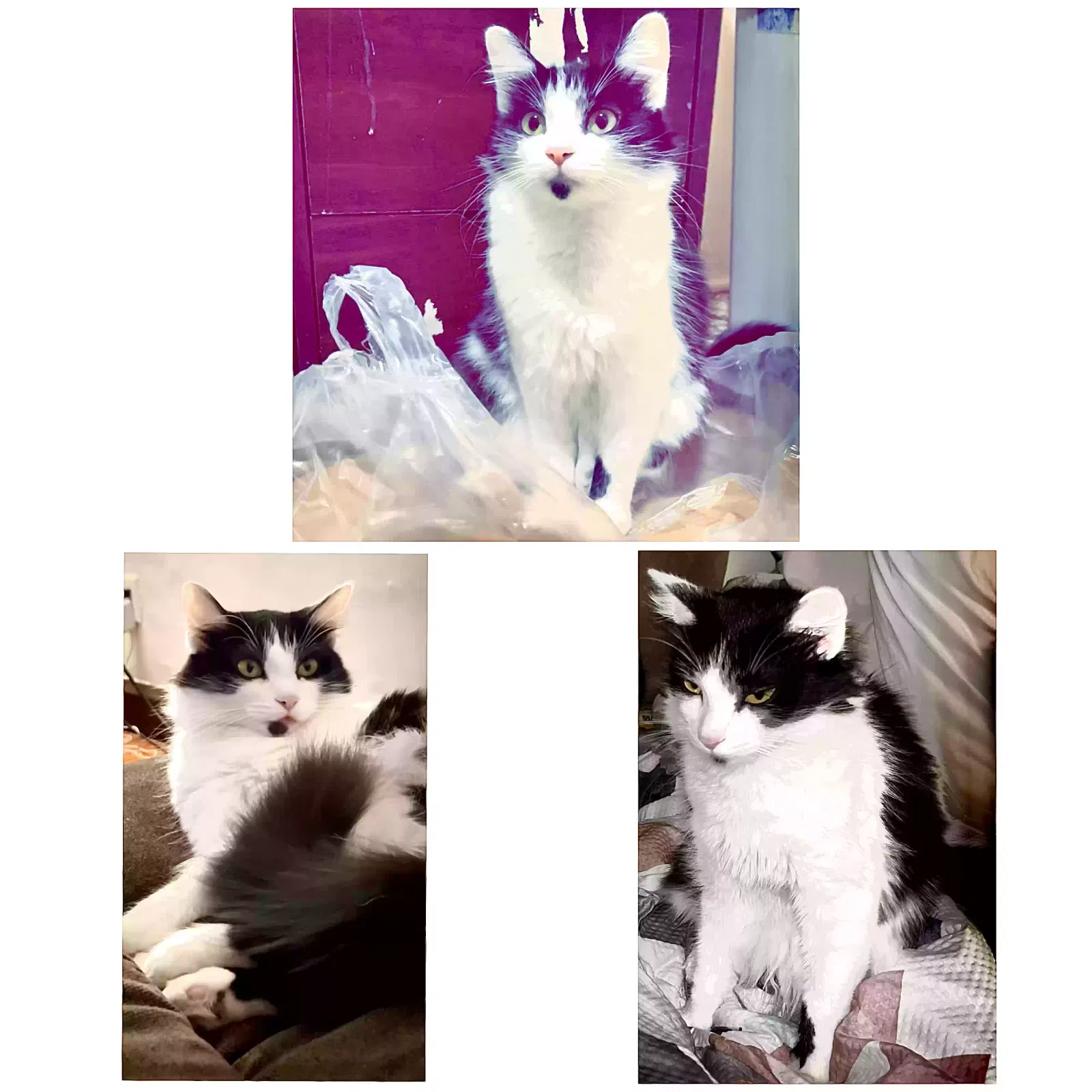 Lost cat in Muncie, IN, 47302
