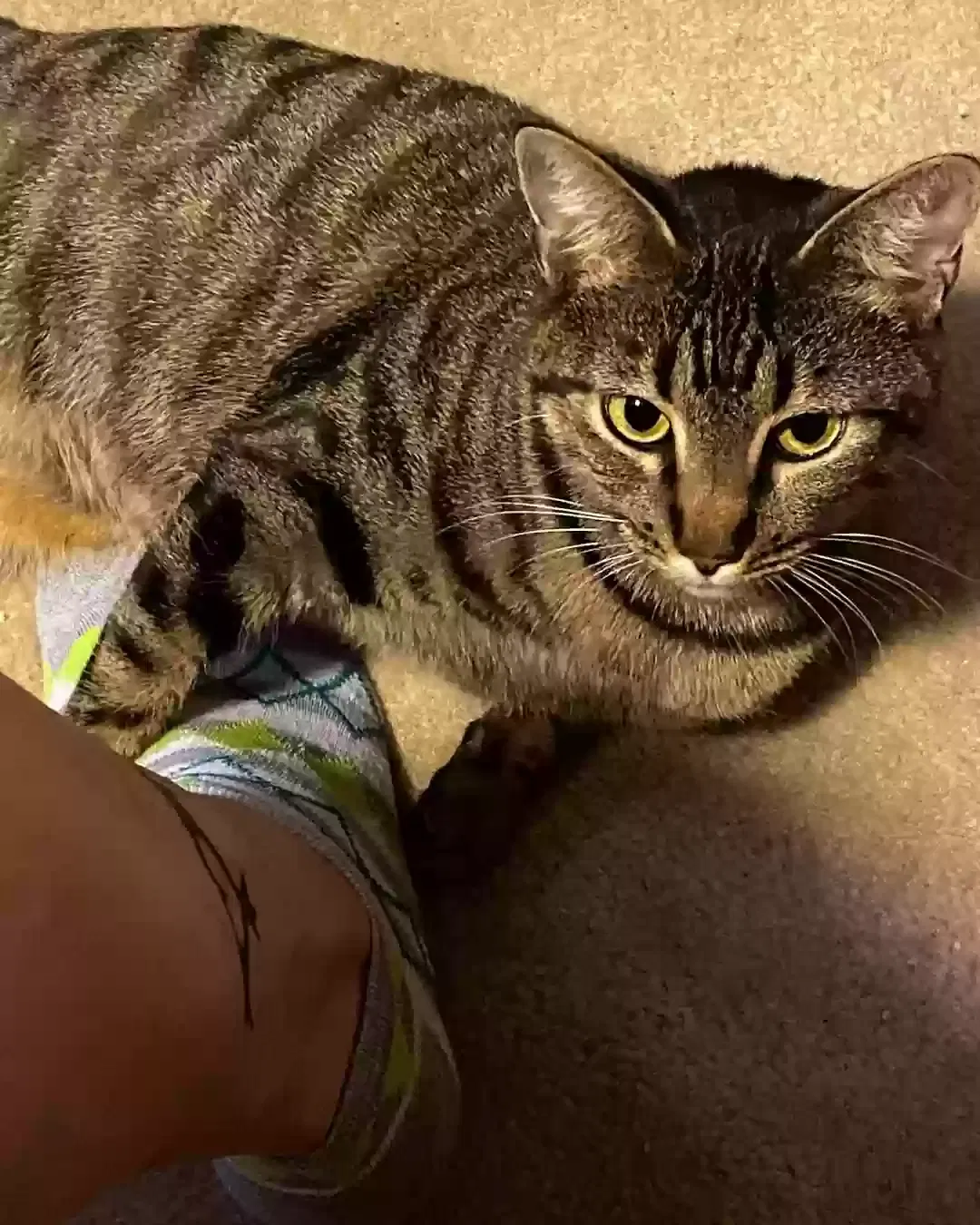Lost cat in Acworth, GA, 30102