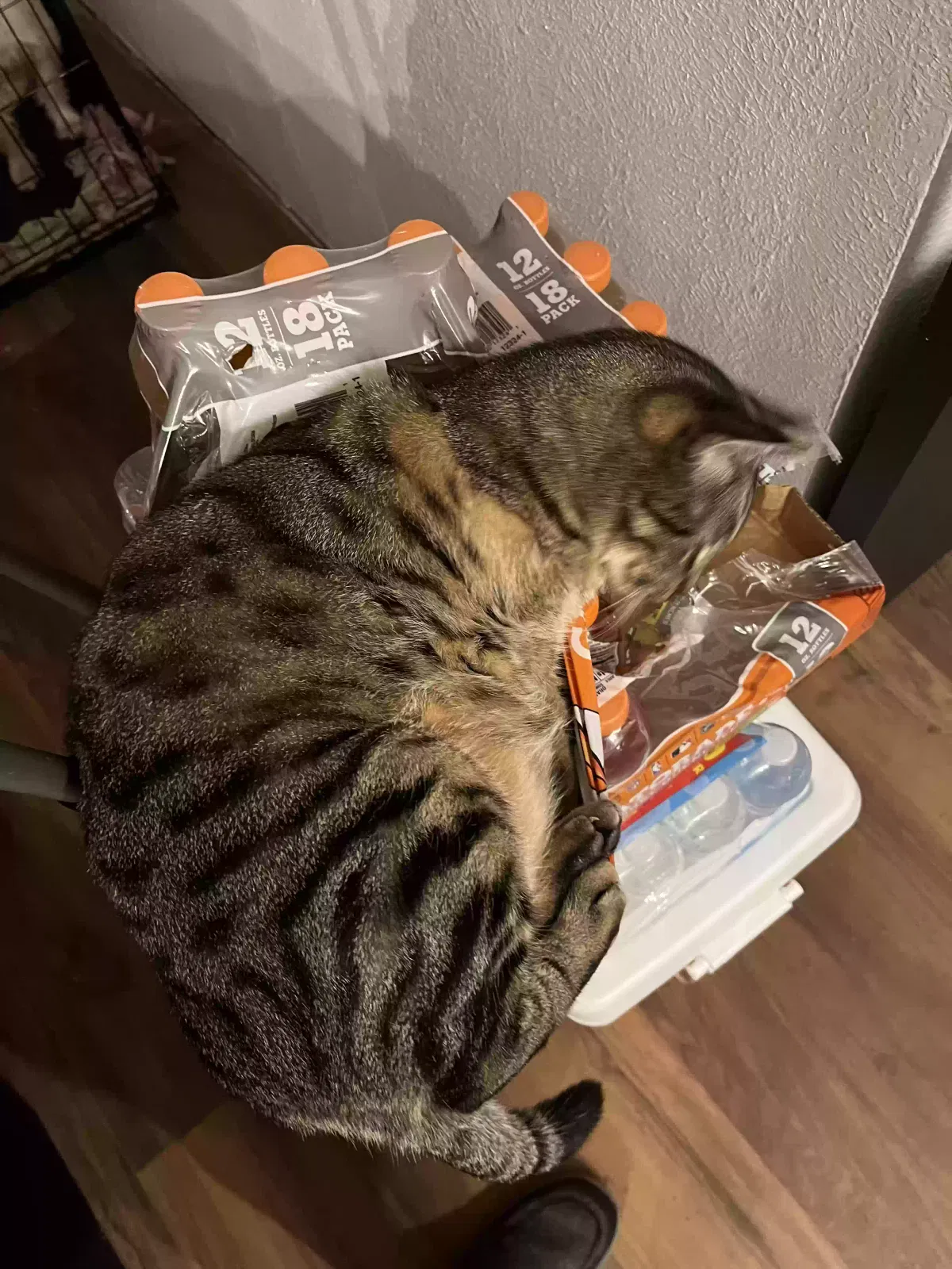 Lost cat in Garland, TX, 75043