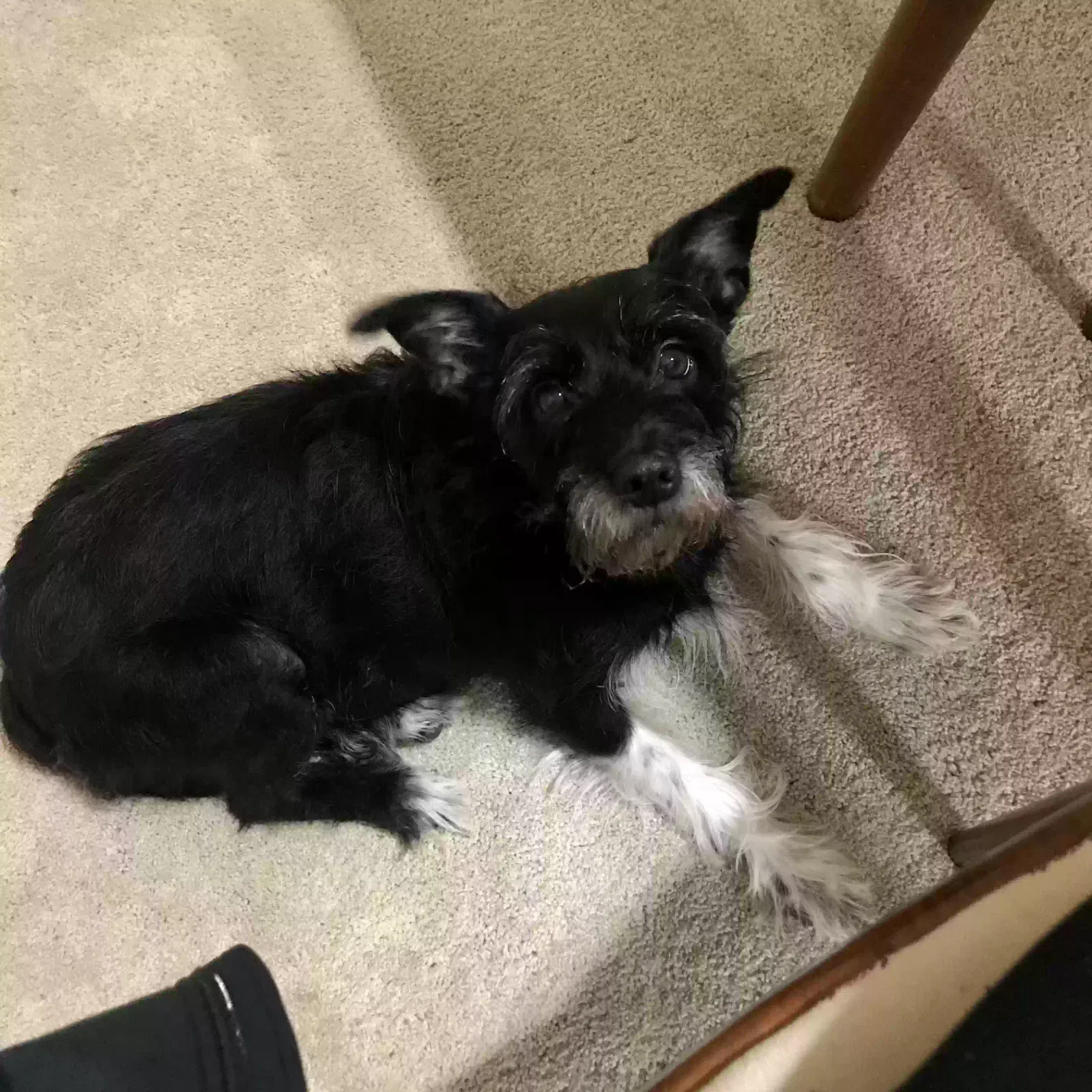 Lost dog in Dallas, TX, 75227
