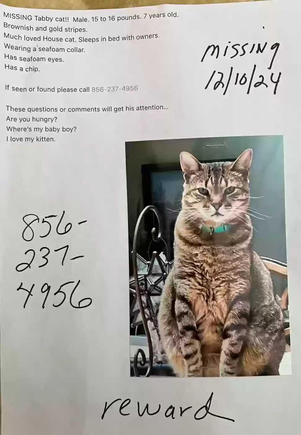 Lost cat in Voorhees, NJ, 8043