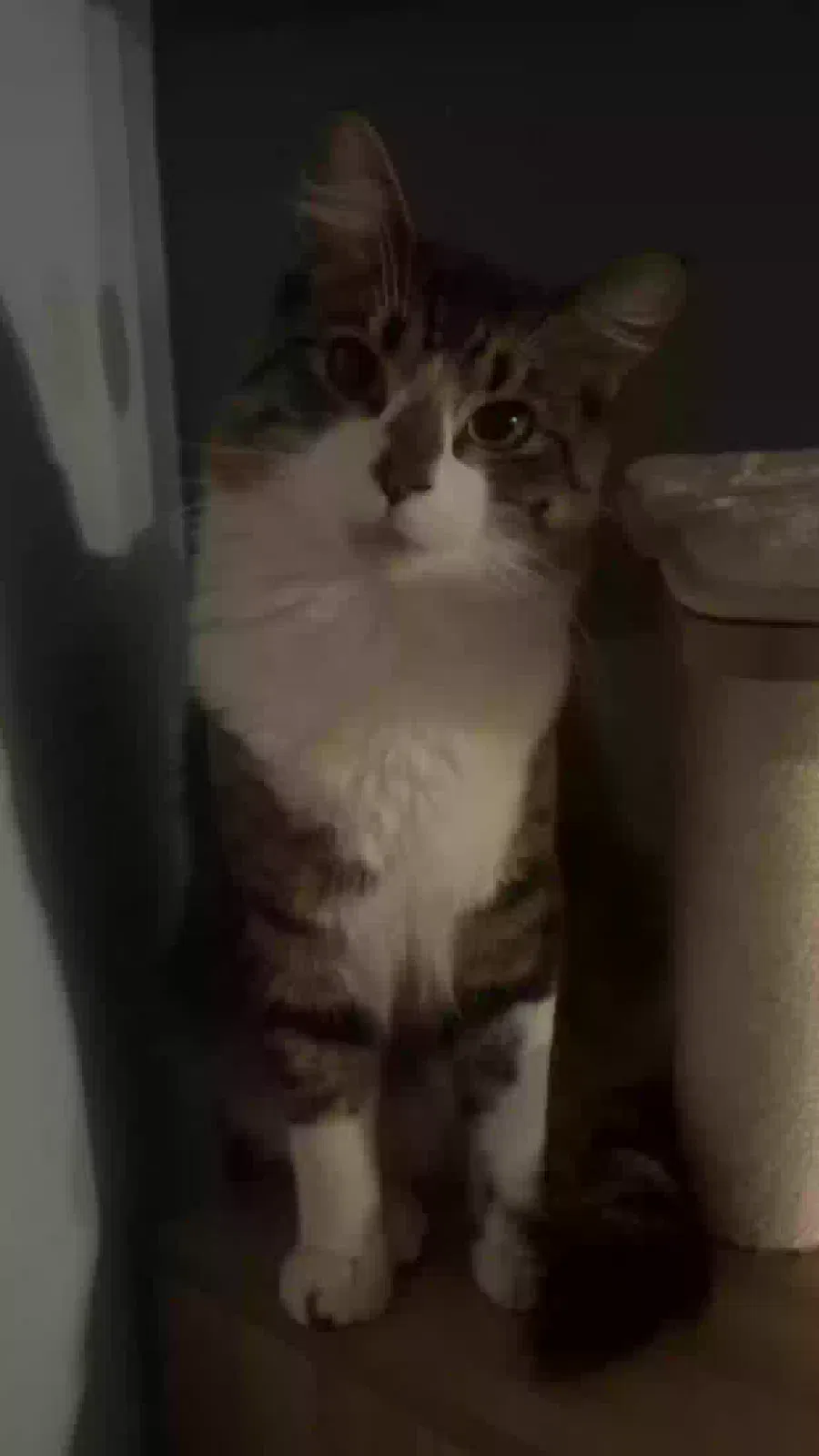 Lost cat in Beaverton, OR, 97078
