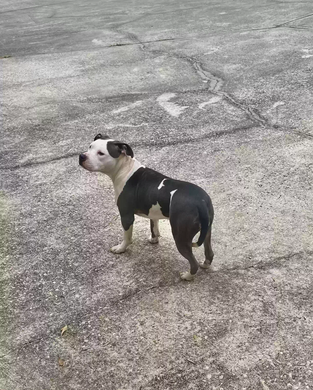 Found dog in Lawrenceville, GA, 30045