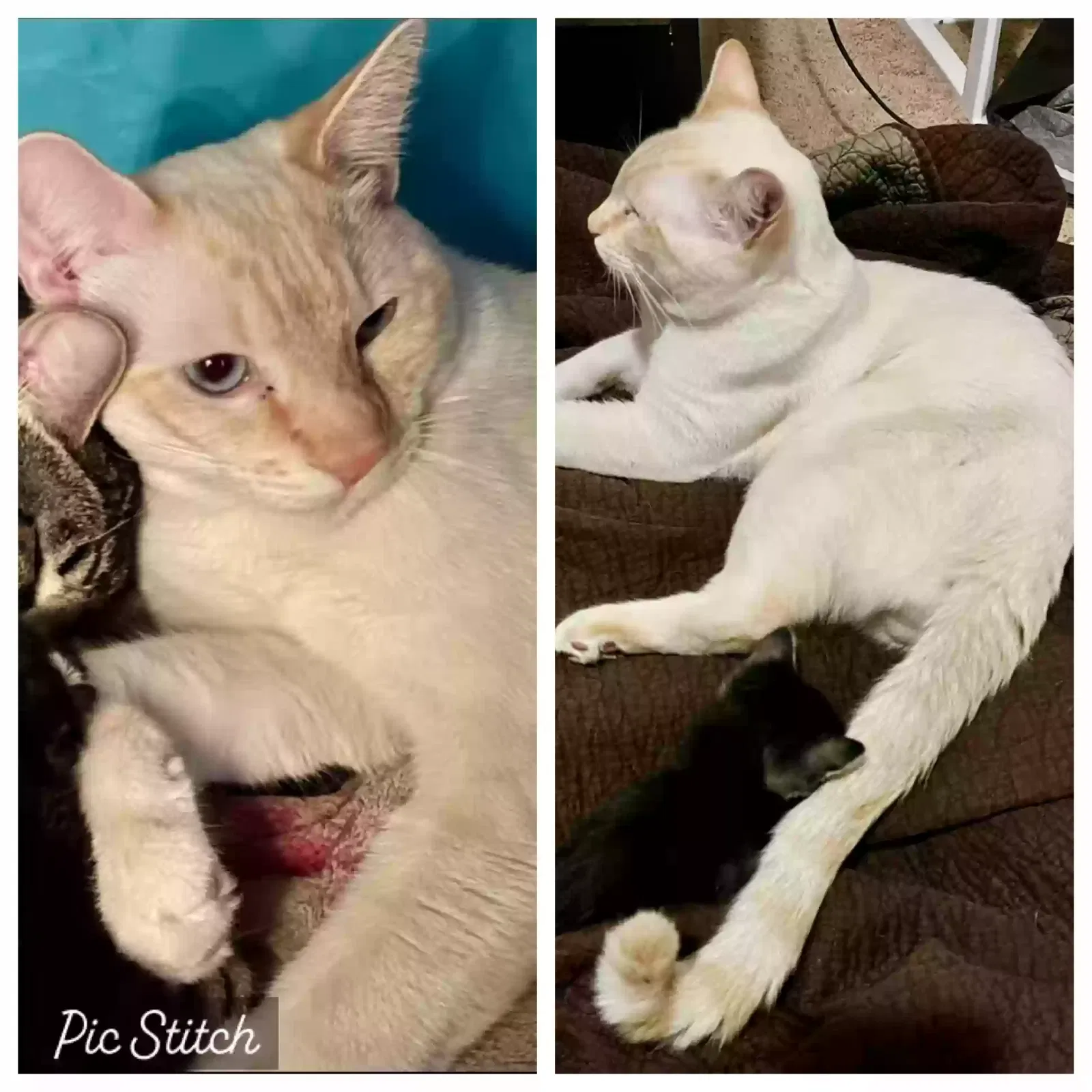 Lost cat in Bakersfield, CA, 93305
