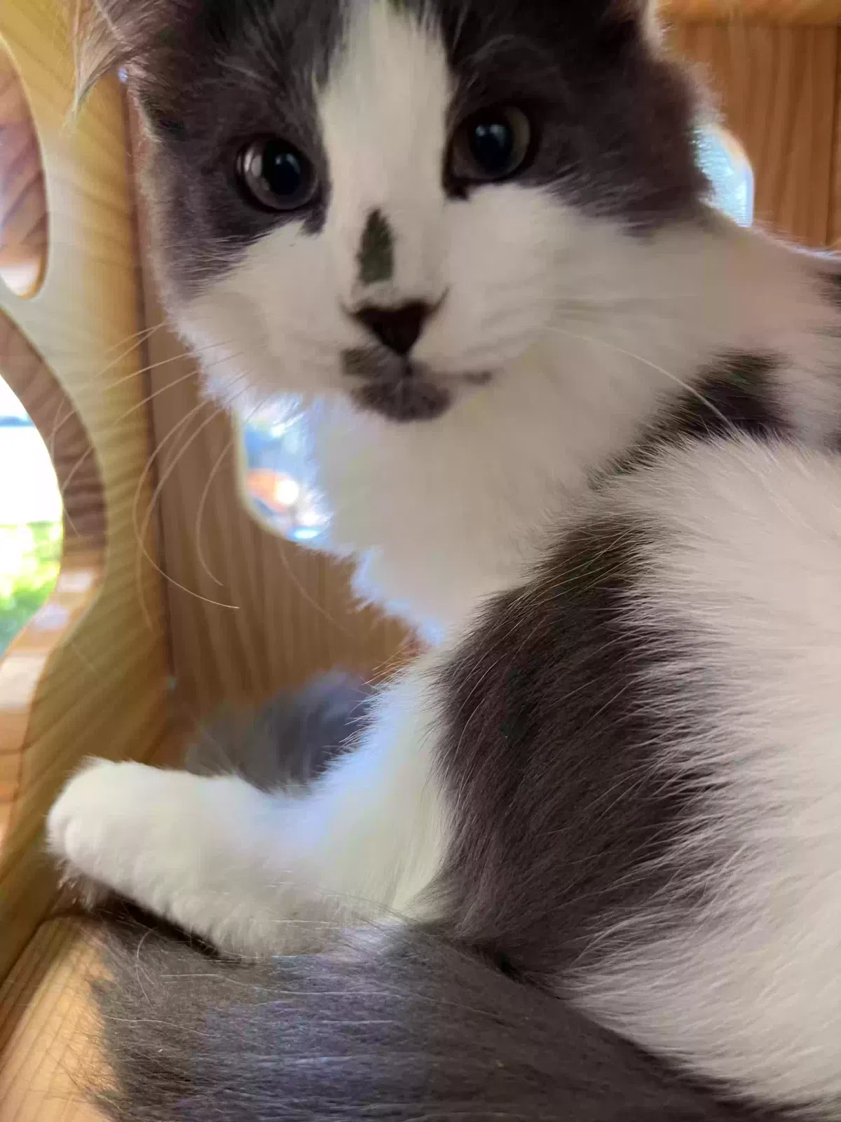 Lost cat in Waukesha, WI, 53186