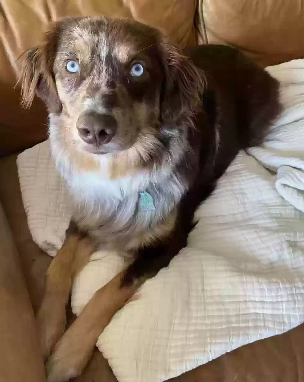 Lost dog in San Diego, CA, 92111