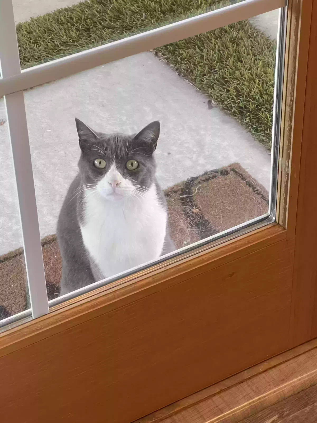 Found cat in Dana Point, CA, 92629