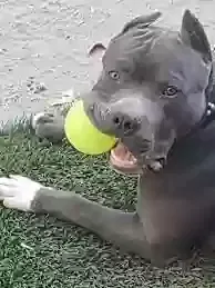 Lost dog in Valley Center, CA, 92082