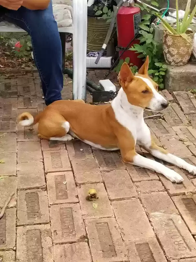 Lost dog in Grand Prairie, TX, 75050