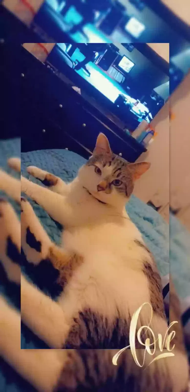 Lost cat in Monrovia, CA, 91016