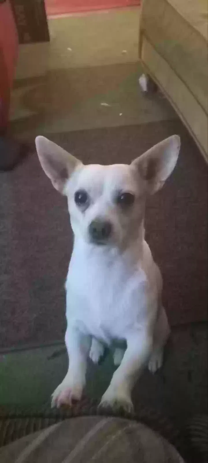 Lost dog in Cleveland, NC, 27013