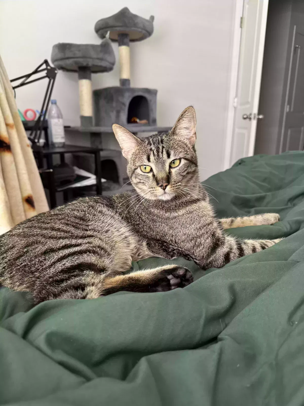 Lost cat in Lewisburg, TN, 37091