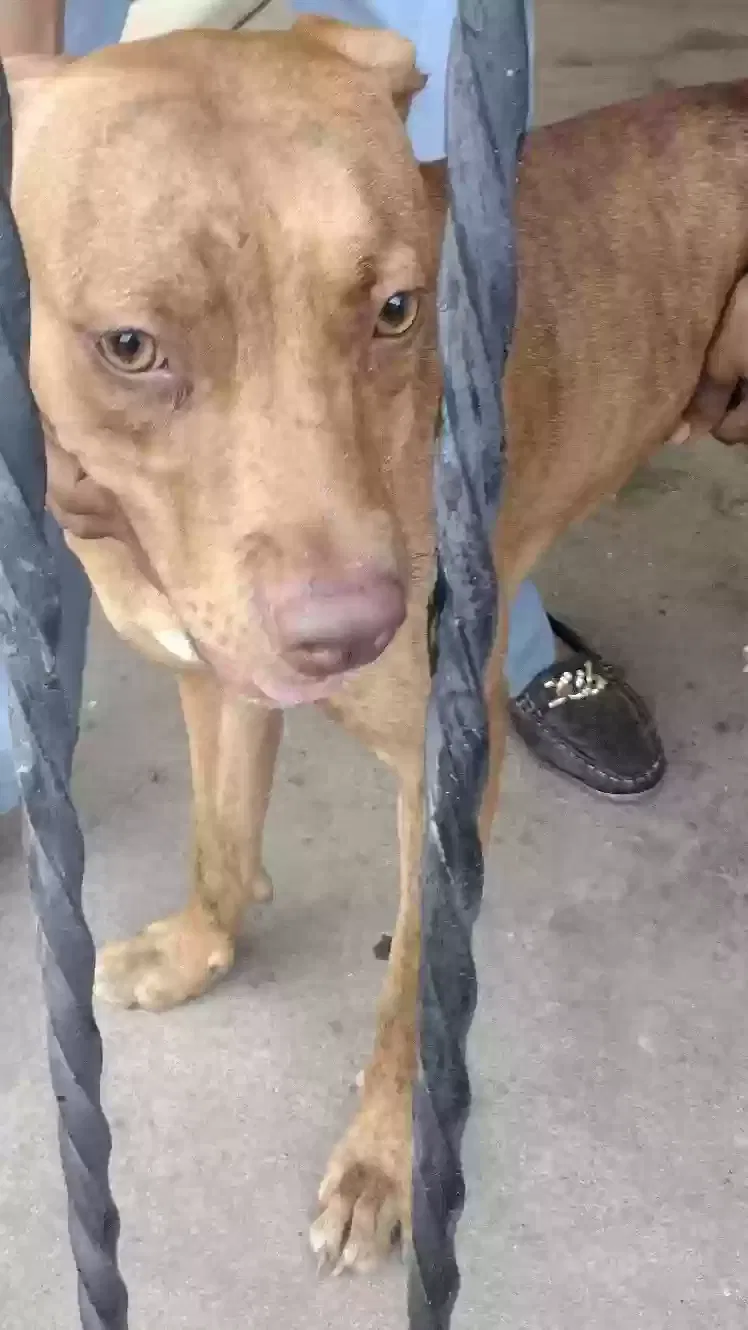 Lost dog in Wilson, NC, 27893