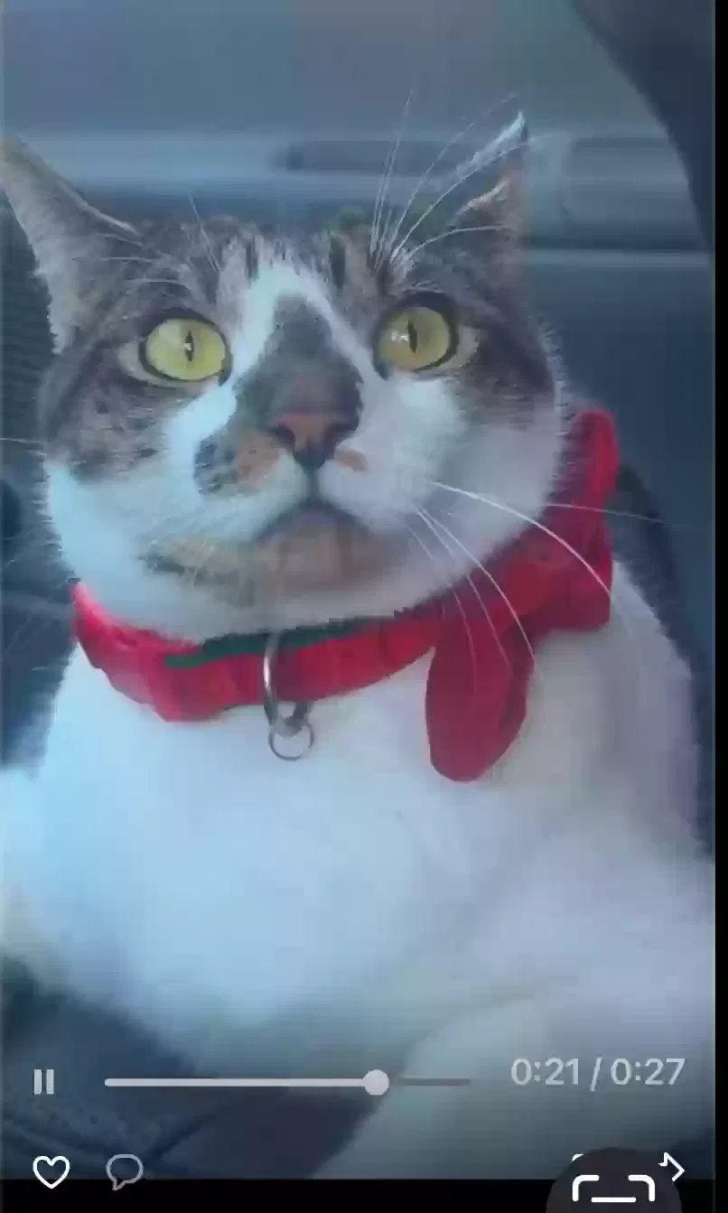 Lost cat in Miami, FL, 33196