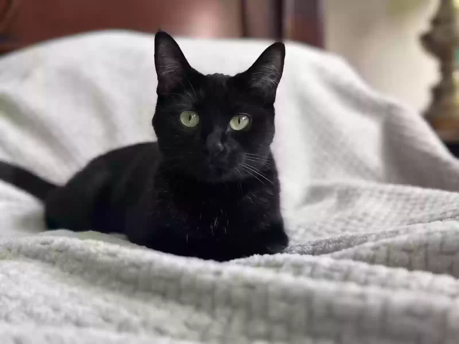 Lost cat in Rocklin, CA, 95677