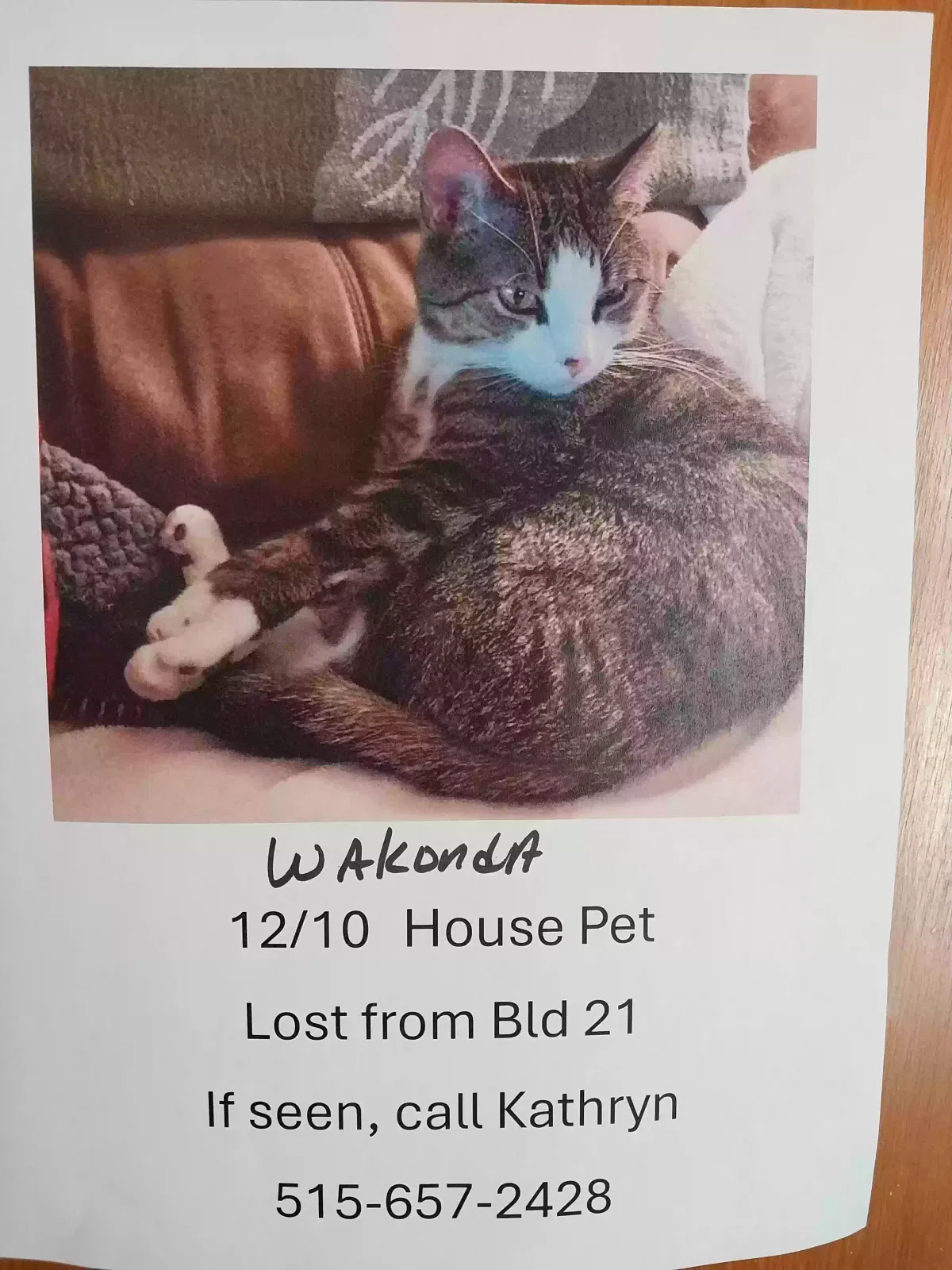 Lost cat in Des Moines, IA, 50315
