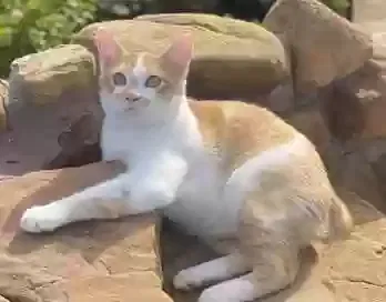 Lost cat in College Station, TX, 77845