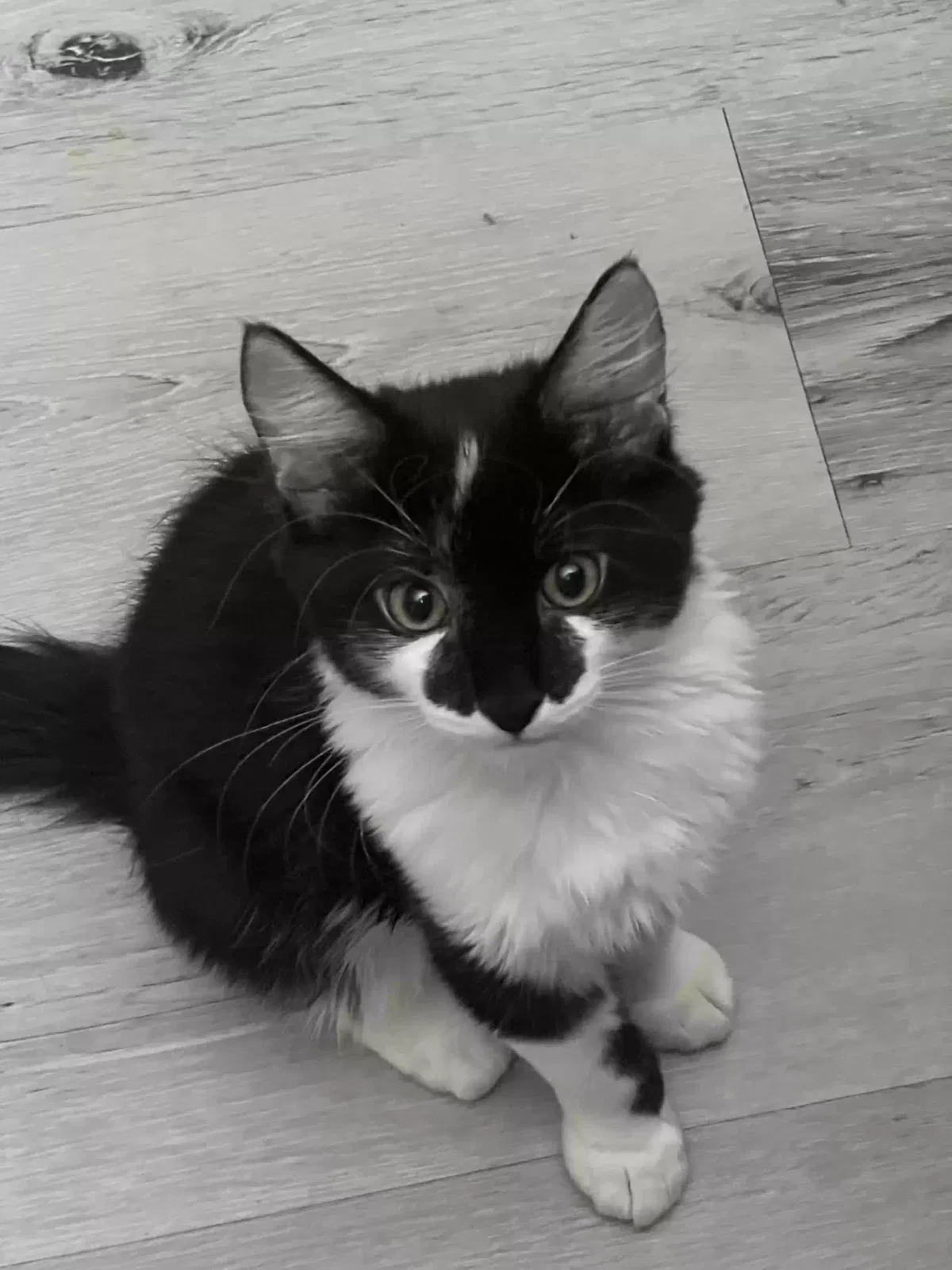 Lost cat in Glendale, AZ, 85301