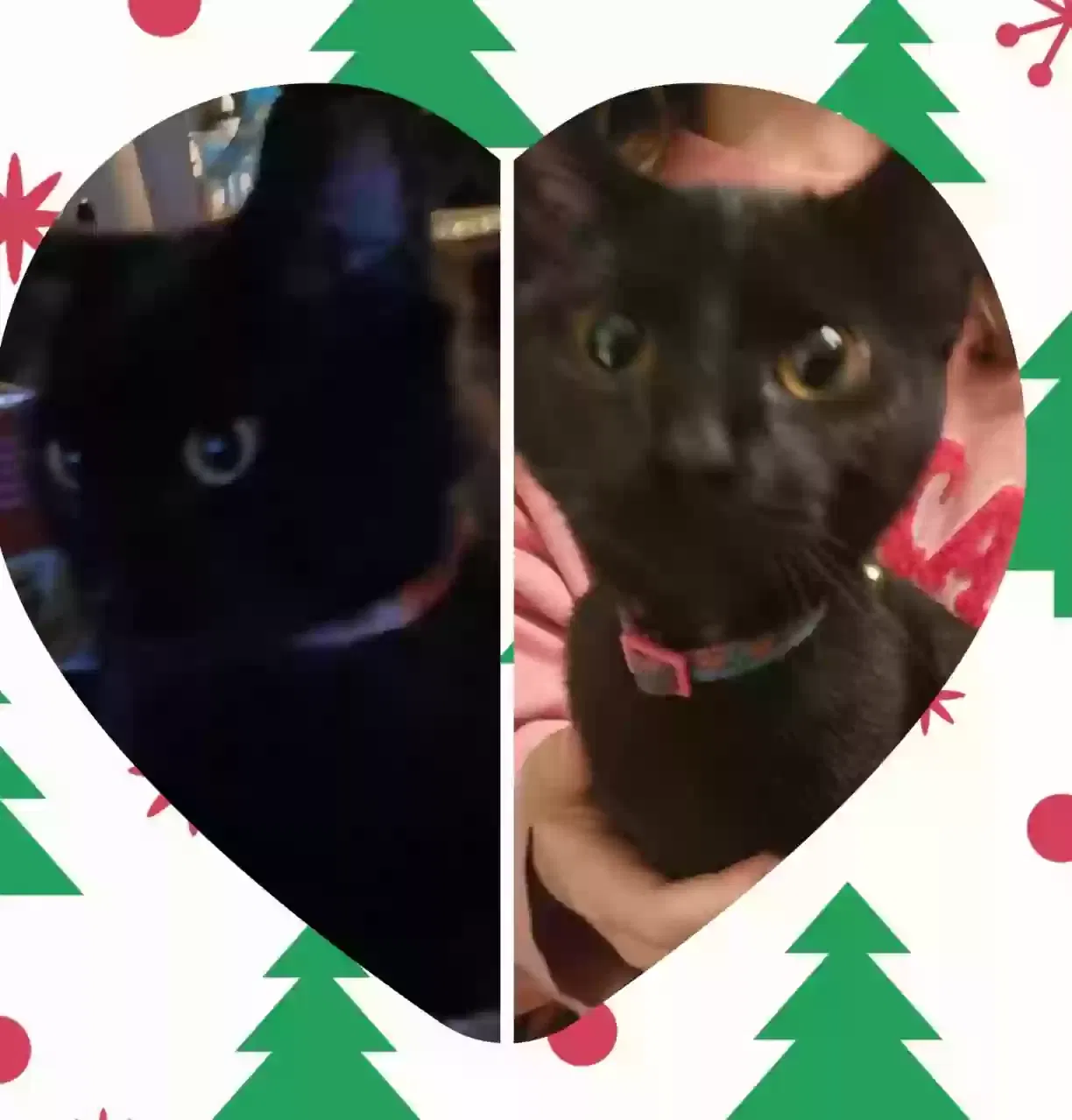 Lost cat in Florissant, MO, 63031