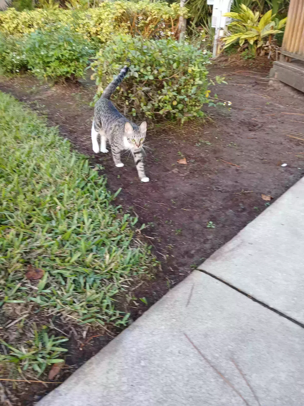 Found cat in Melbourne, FL, 32901