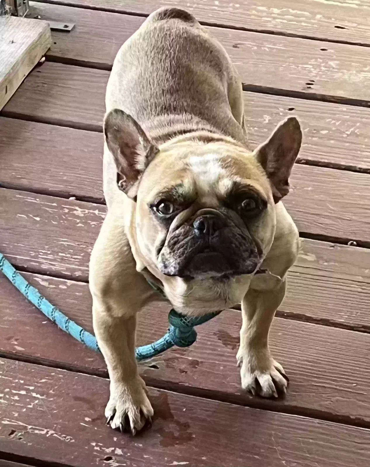 Lost dog in Stone Mountain, GA, 30087