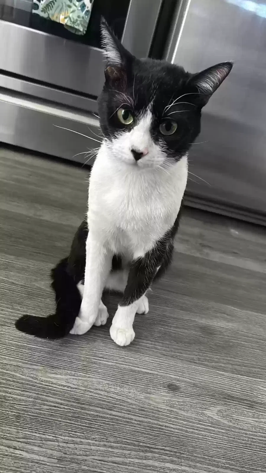 Lost cat in Long Beach, CA, 90805